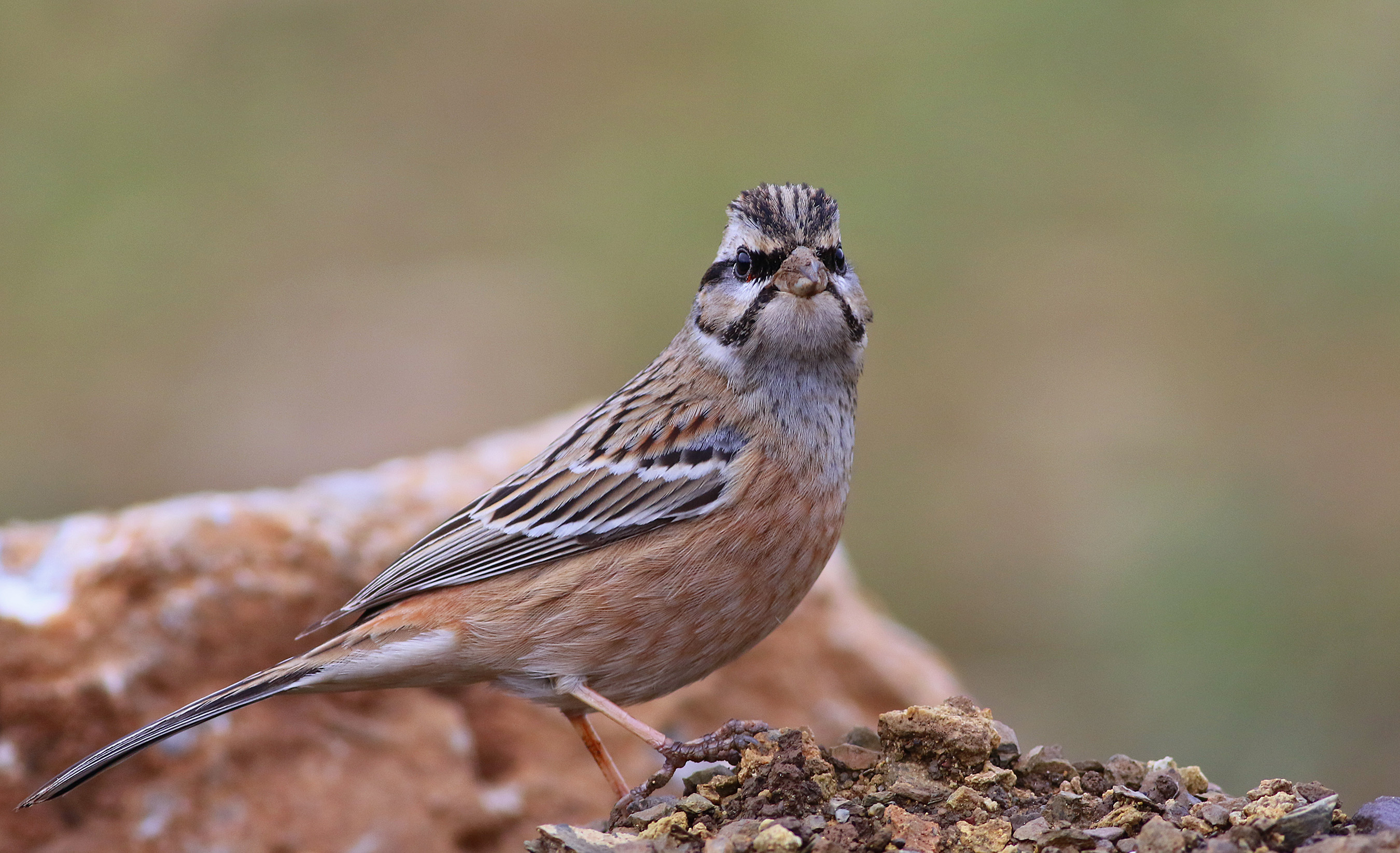 Rock Bunting